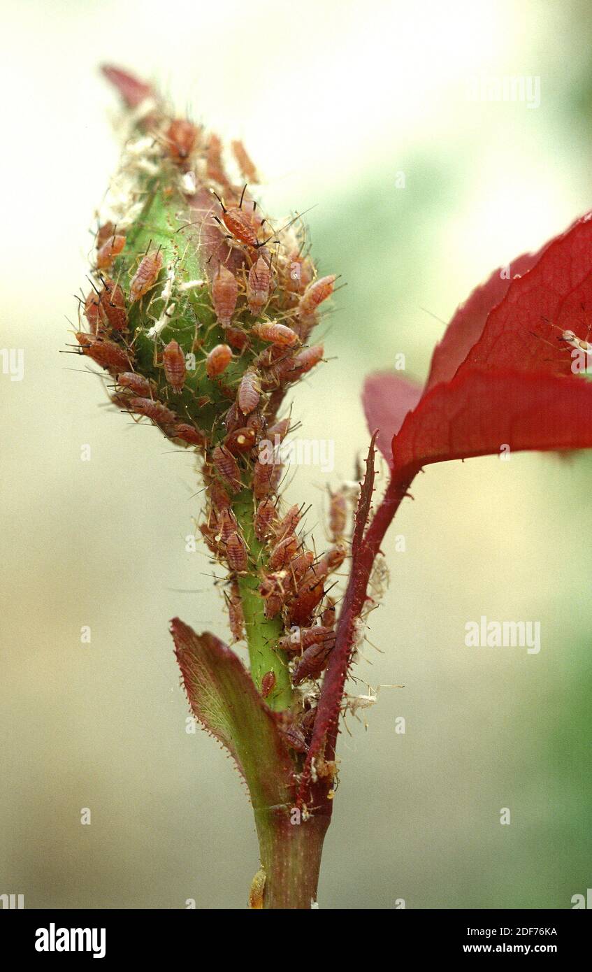 Áfido de rosa (Macrosiphum rosae) sobre un brote floral. Foto de stock