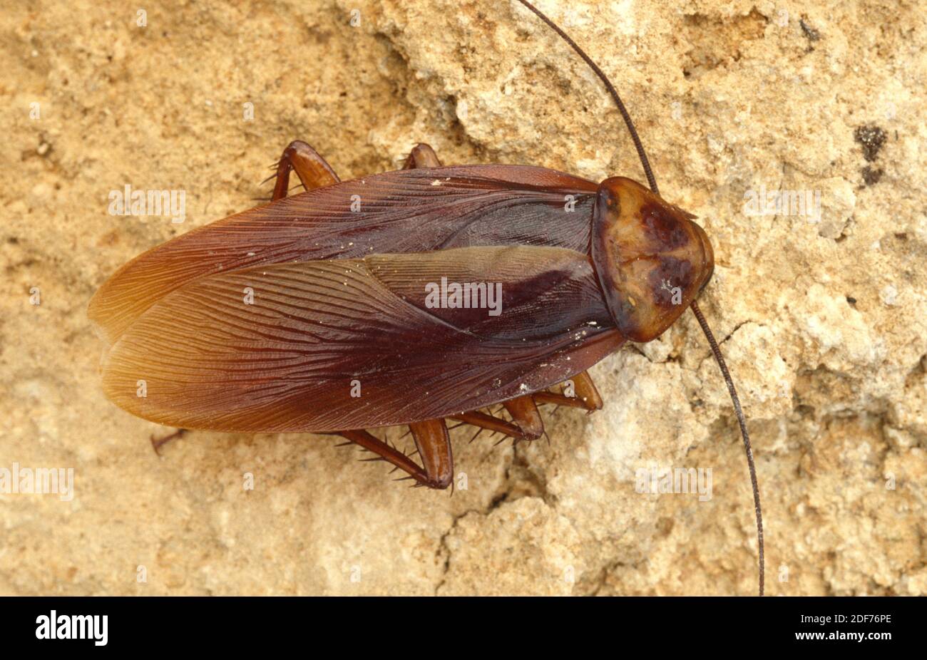 La cucaracha americana (Periplaneta americana) es a pesar del nombre nativo de África tropical y Asia e introducida en América, costas mediterráneas de Foto de stock