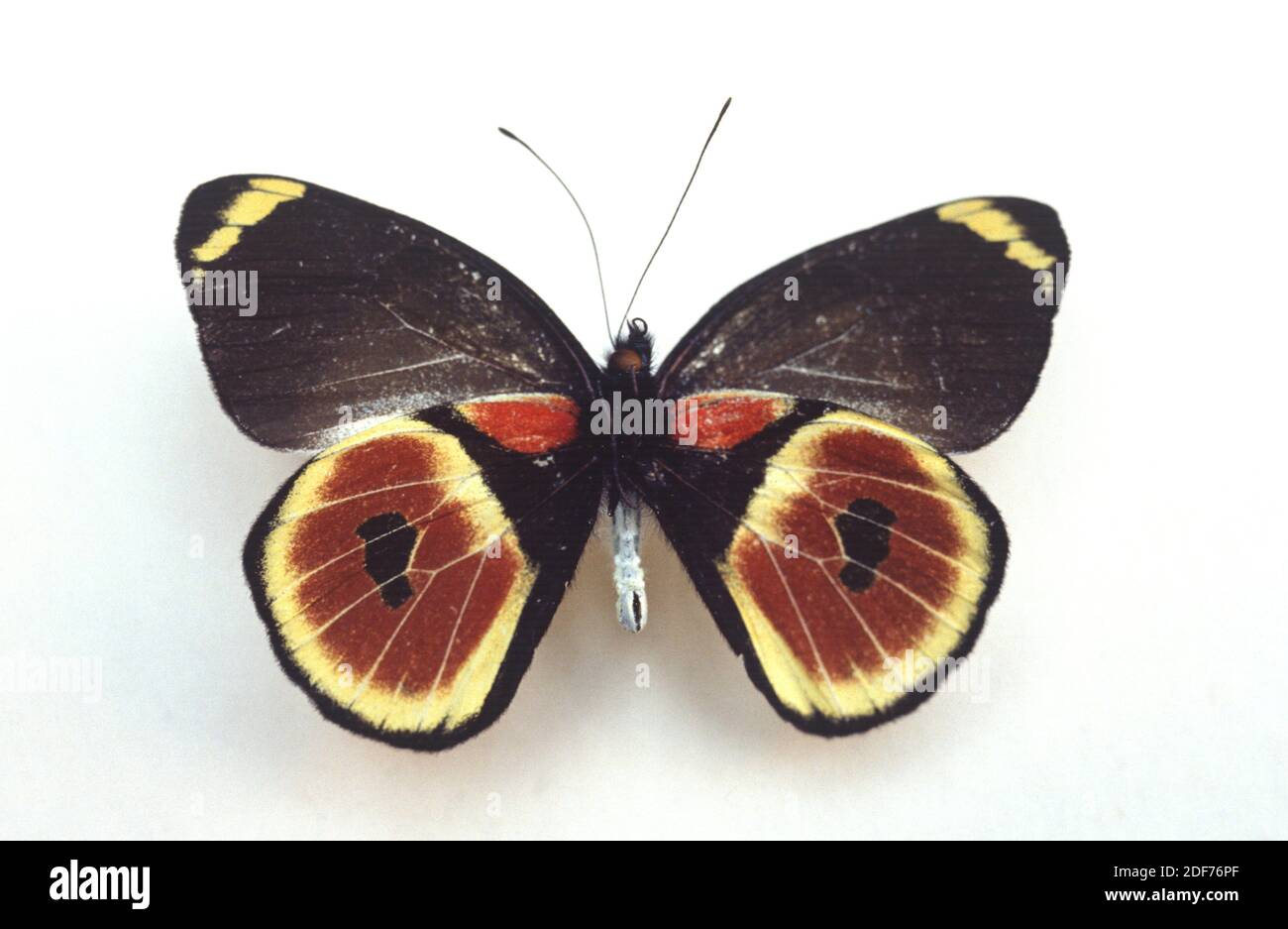 Delias casteneus es una mariposa nativa de Nueva Guinea. Superficie ventral. Foto de stock