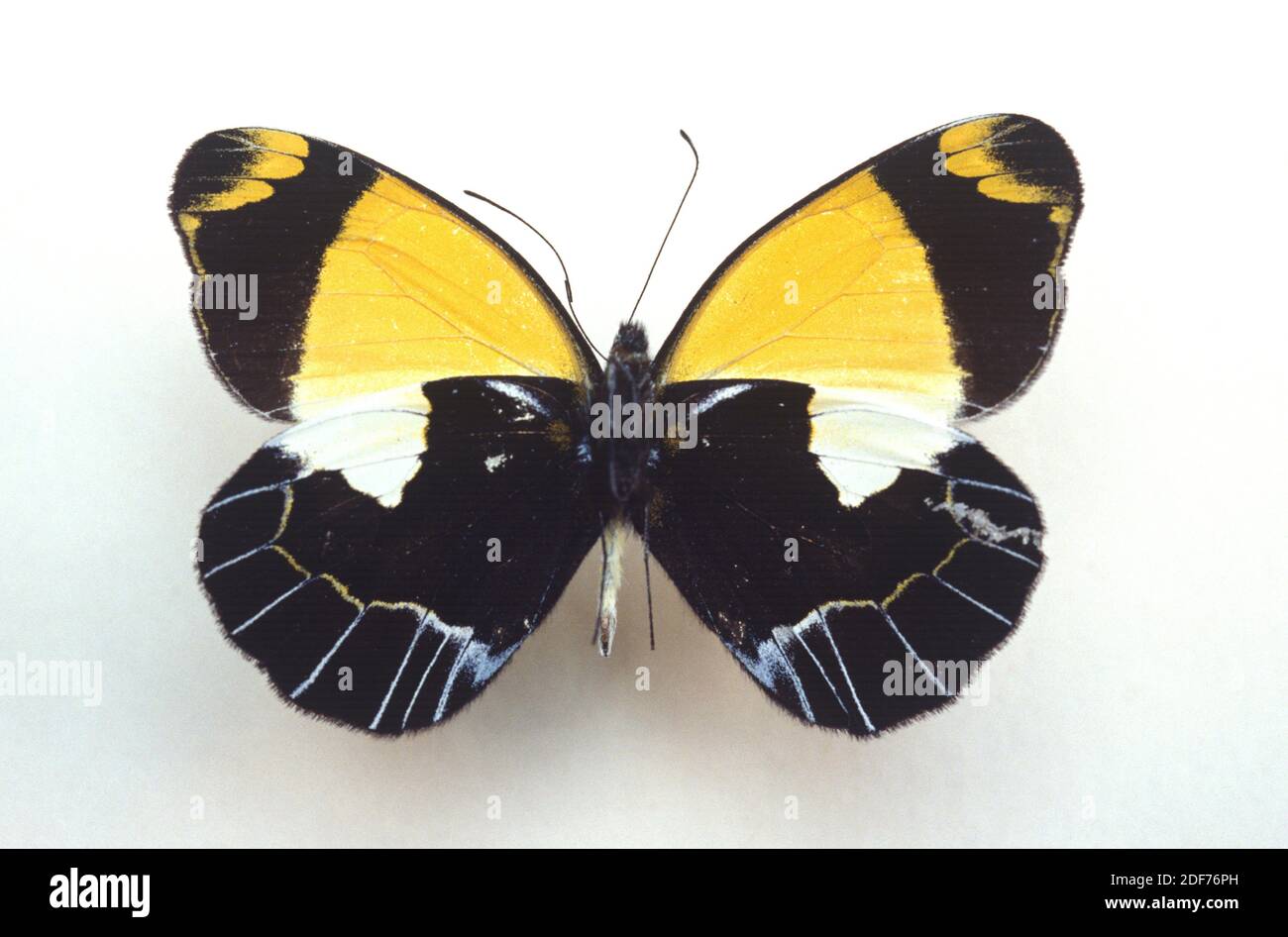 Delias niepelti es una mariposa nativa de Nueva Guinea. Superficie ventral. Foto de stock