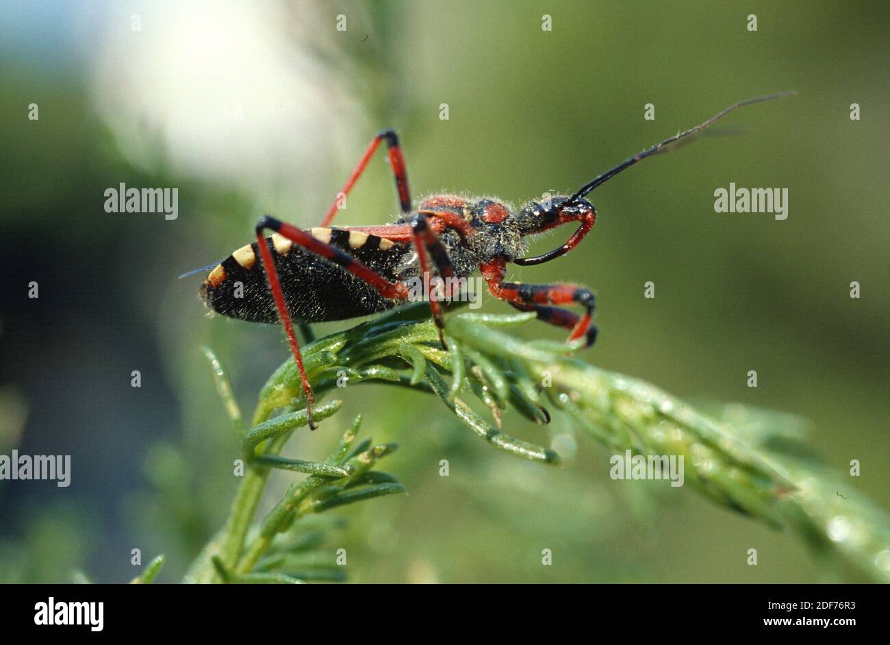 El insecto Assassin (Rhynocoris cuspidatus) es un insecto depredador. Foto de stock
