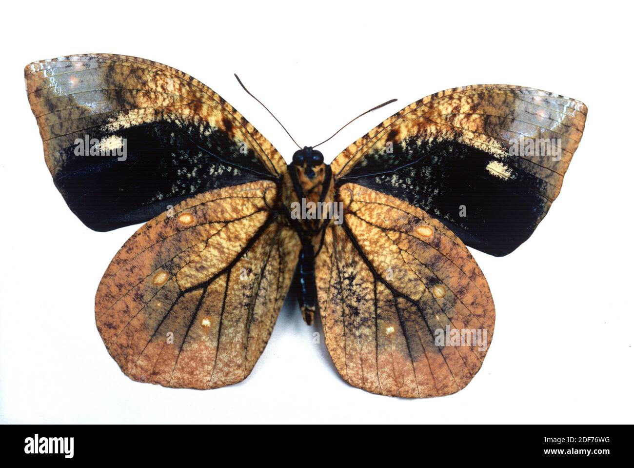 Dynastor darius es una mariposa nativa de América. Superficie ventral. Foto de stock