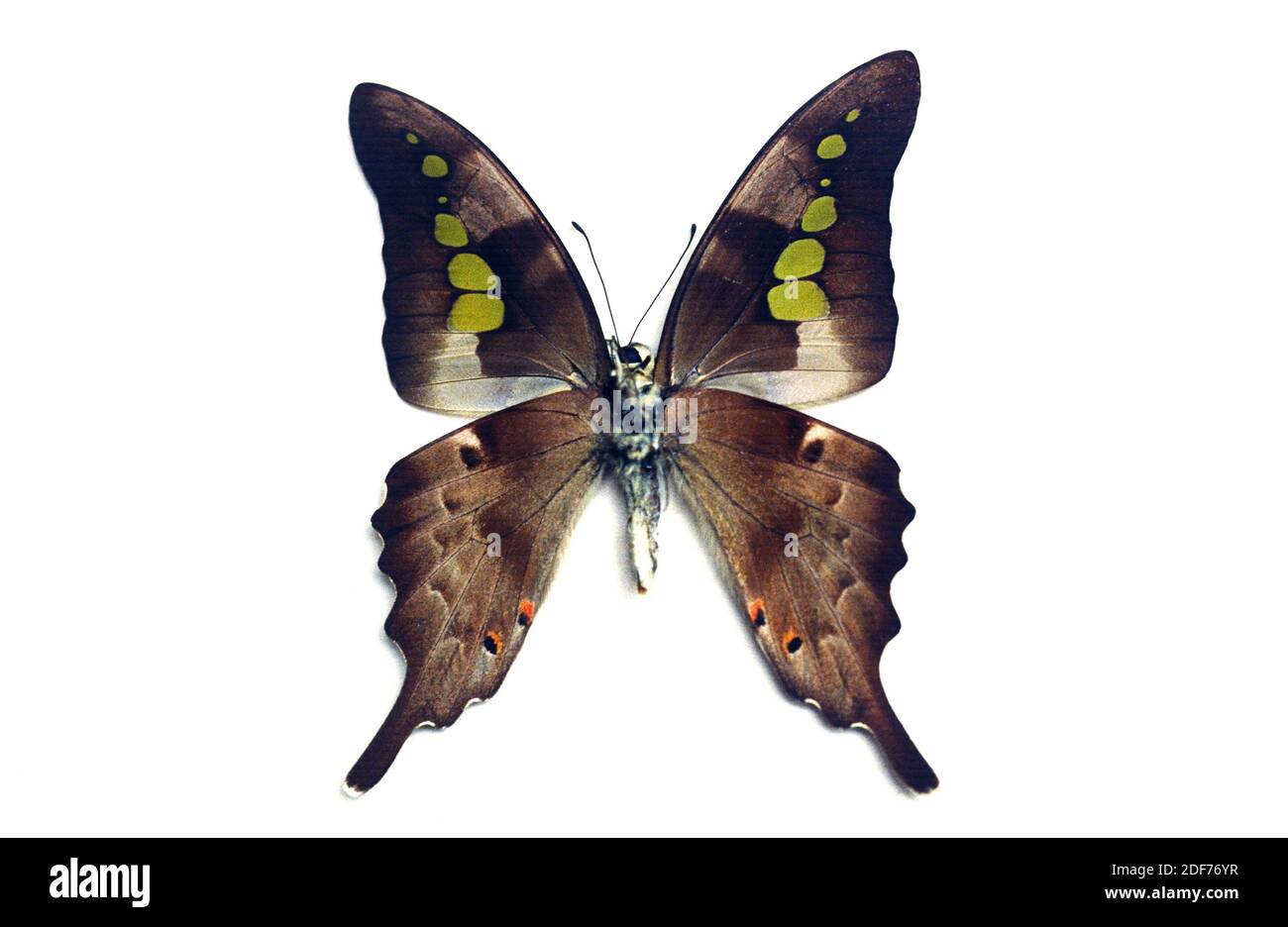 Graphium empedovana es una mariposa nativa de Filipinas. Adulto, lado ventral. Foto de stock