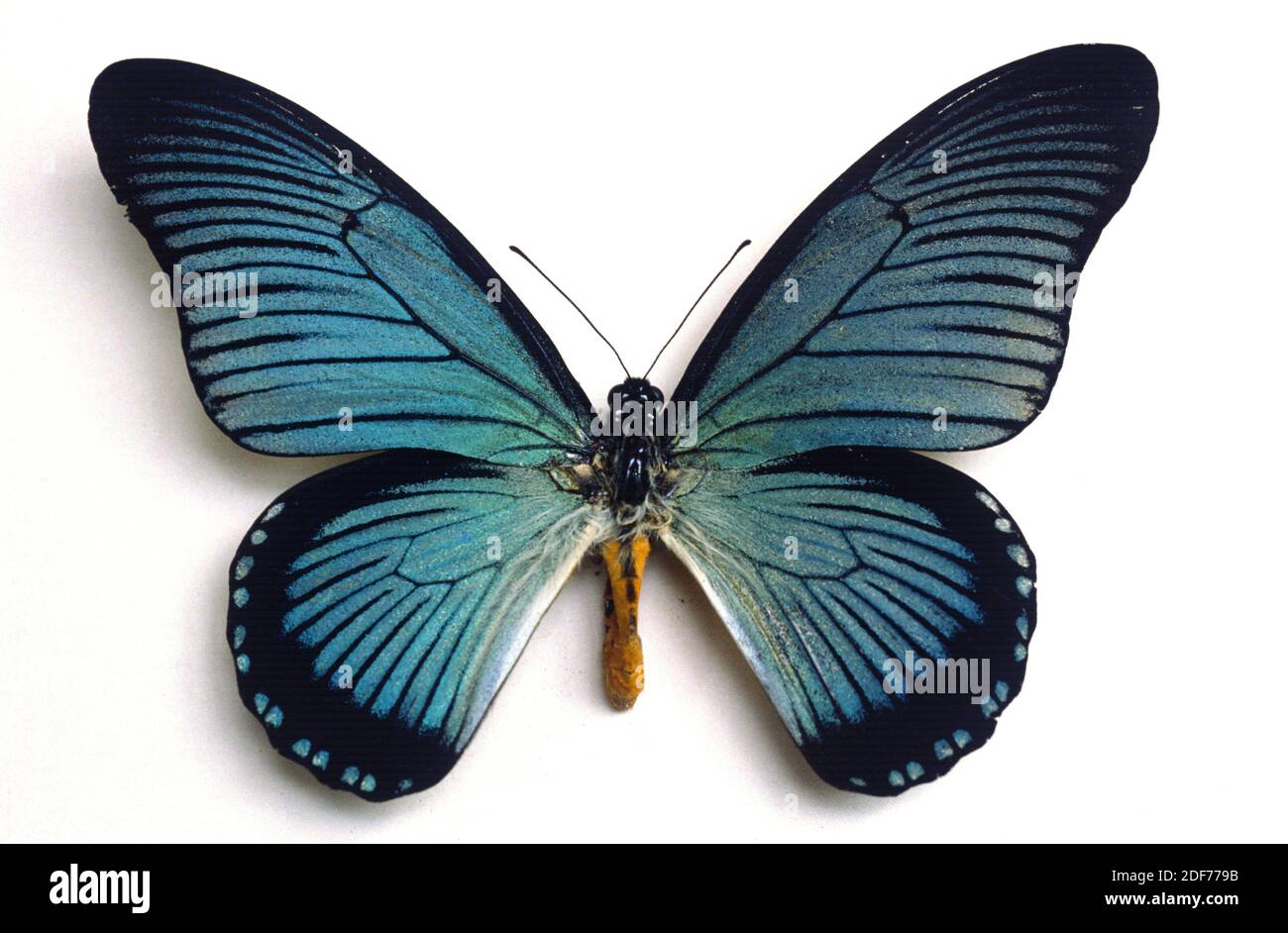El colín azul gigante (Papilio zalmoxis) es una mariposa nativa de África central. Adulto, lado dorsal. Foto de stock