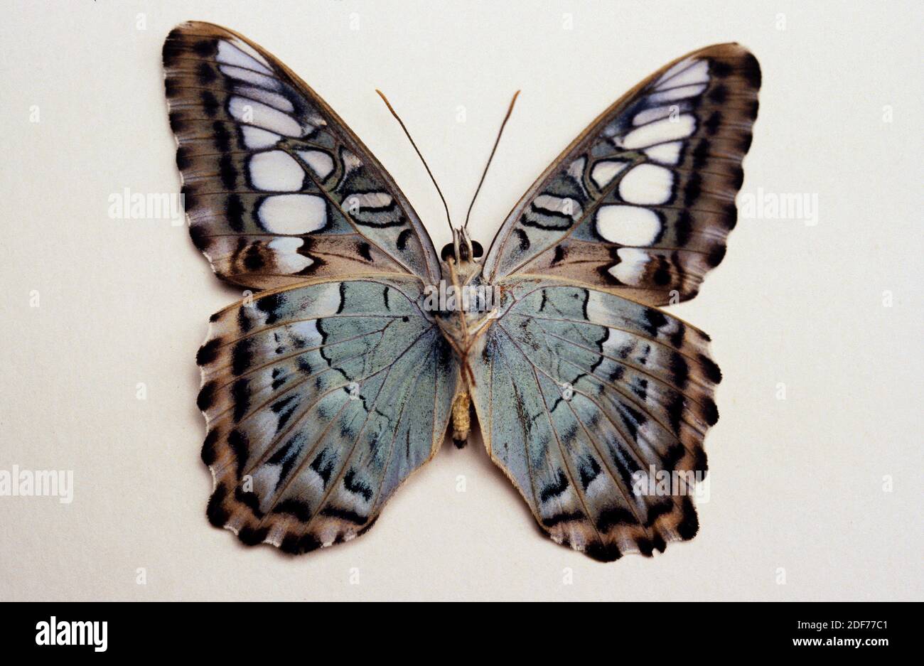 Clipper (Parthenos sylvia) es una mariposa nativa del sudeste asiático. Adulto, lado ventral. Foto de stock