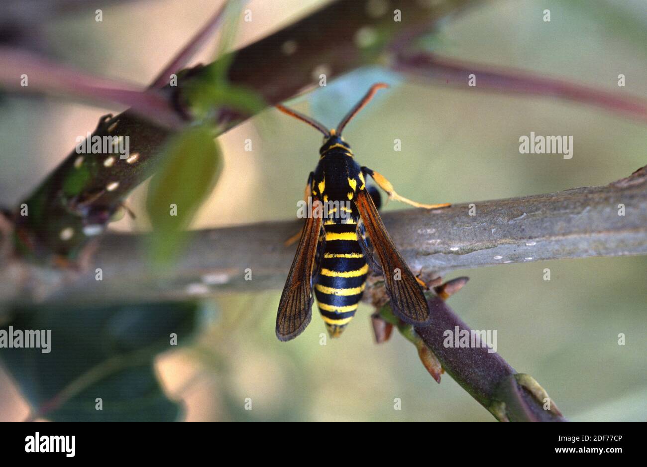 La polilla de Hornet (Sesia apiformis) es una polilla mímica nativa de Europa y Oriente Medio. Adulto. Foto de stock