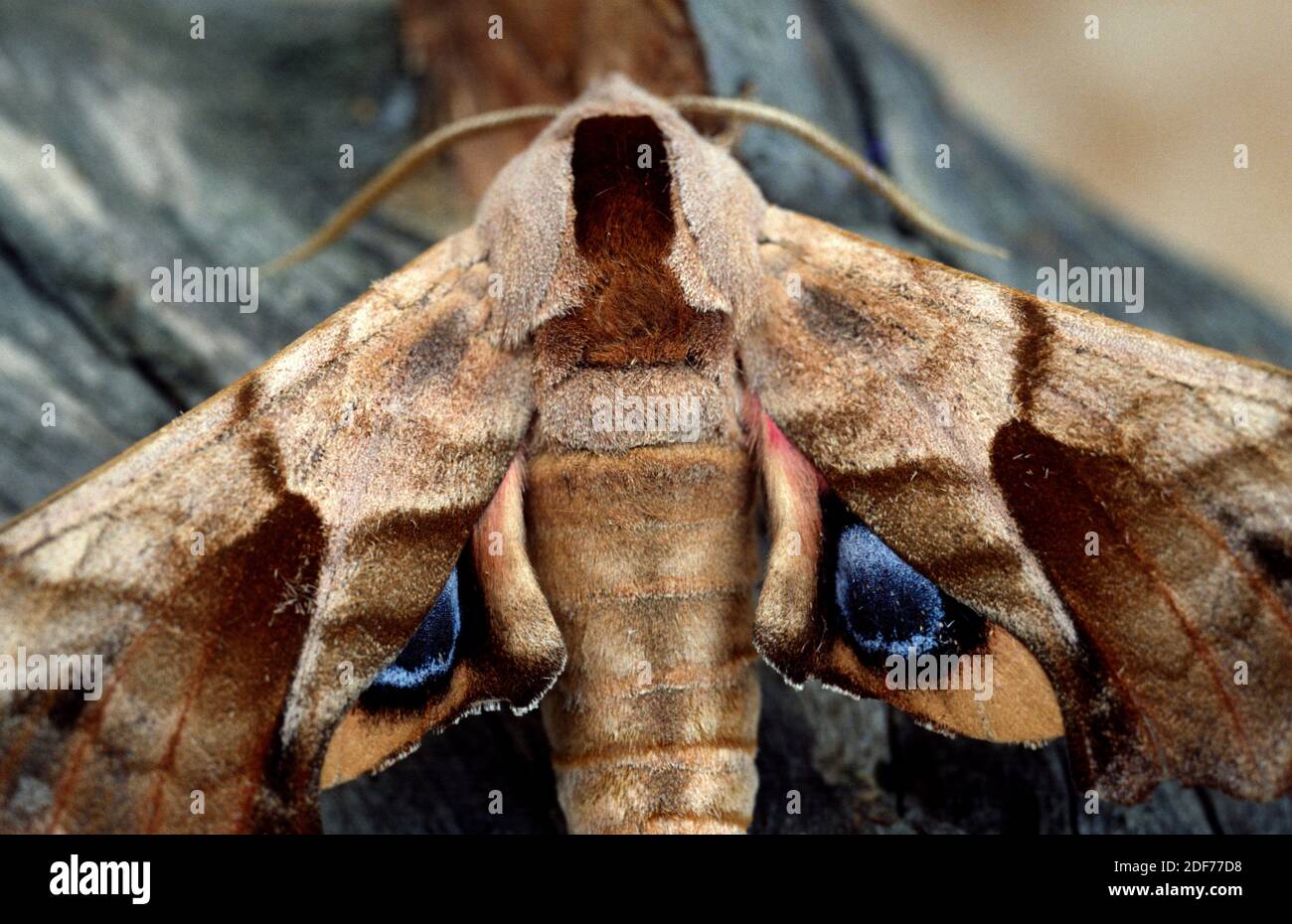 La polilla de los ojos (Smerinthus ocellatus) es una polilla nativa de Europa. Adulto. Foto de stock