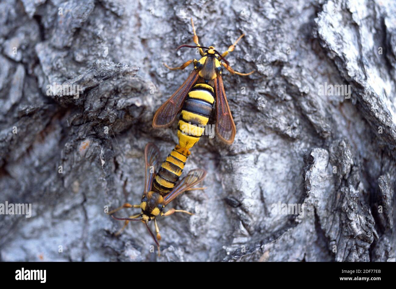 La polilla de Hornet (Sesia apiformis) es una polilla mímica nativa de Europa y Oriente Medio. Adultos, cópula. Foto de stock