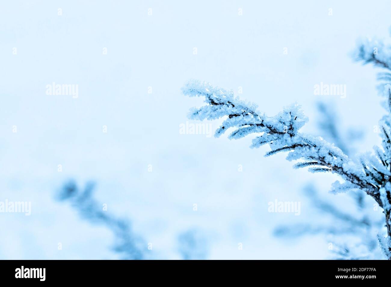Fondo de invierno con pino esmerilado o picea twig, tarjeta de felicitación de Navidad, espacio para el texto, fondo de nieve natural Foto de stock