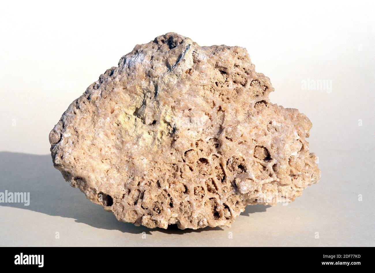 Piedra caliza de coral con esqueletos de anthozoa. Muestra. Foto de stock