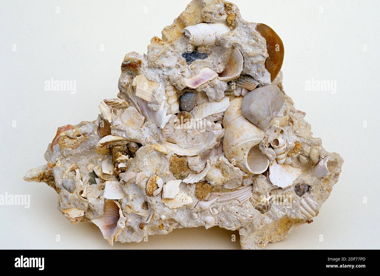 La piedra caliza de Shelly es una roca sedimentaria compuesta por restos de esqueleto de animales marinos. Muestra. Foto de stock
