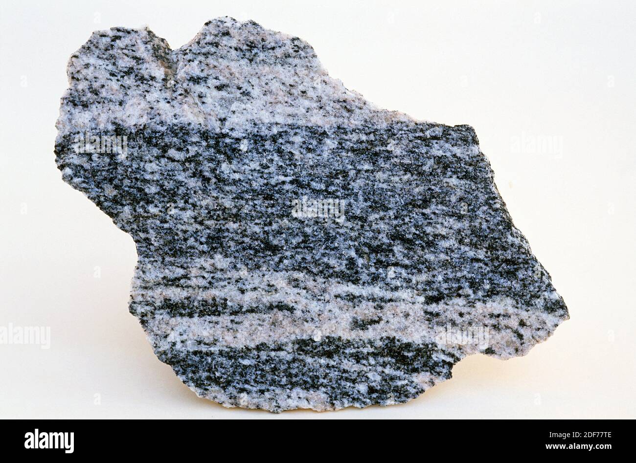 El gneiss es una roca metamórfica de alto grado de metamorfismo. Muestra. Foto de stock