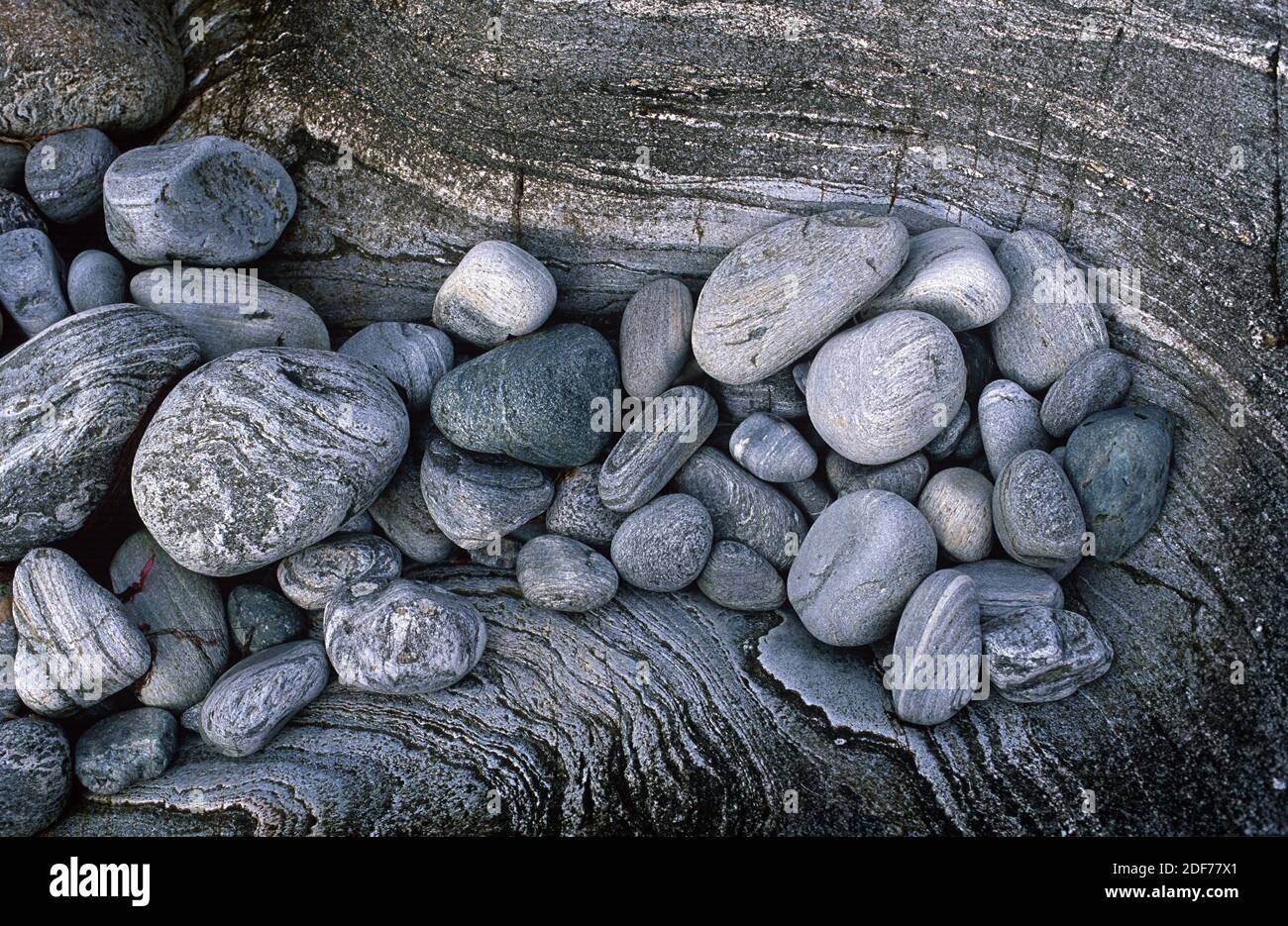 El gneiss es una roca metamórfica de alto grado de metamorfismo. Guijarros en la costa de Noruega. Foto de stock