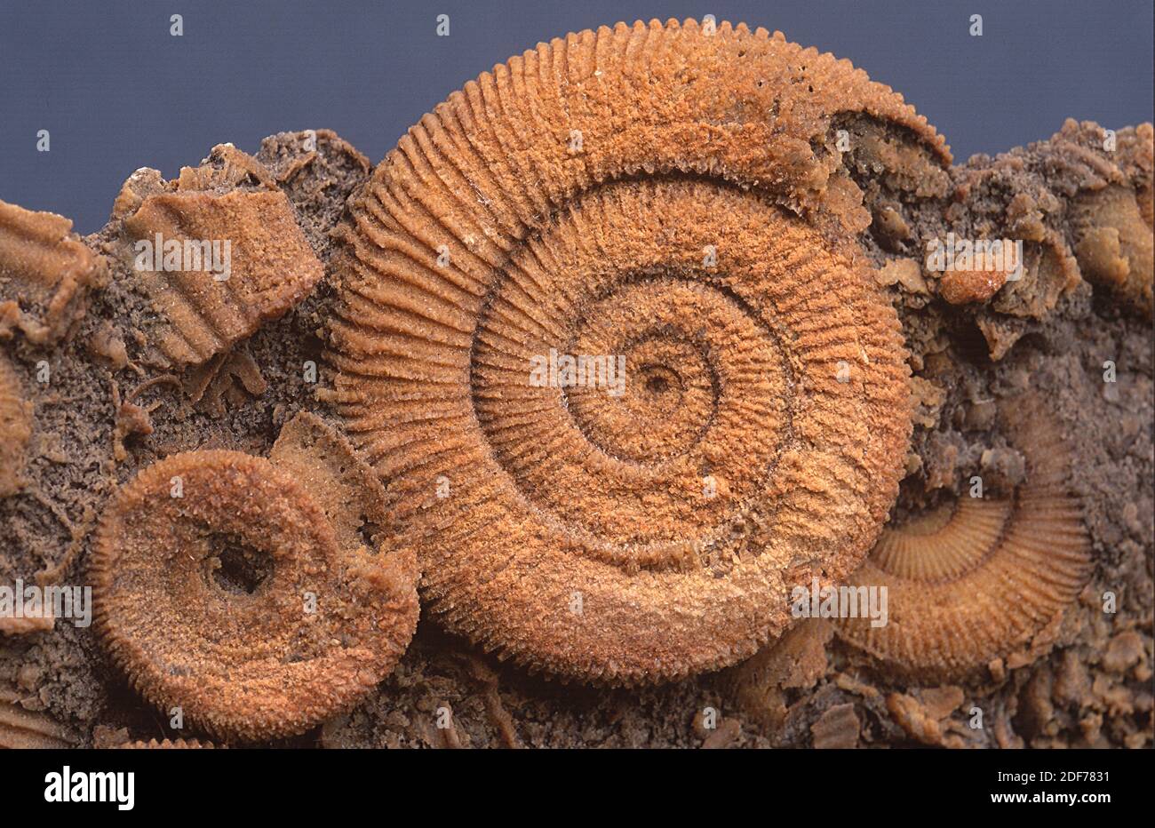 Ammonitas fósiles (Dactyloceras atlanticum). Estos animales marinos extintos son cephalopoda y vivieron durante el Jurásico. Foto de stock