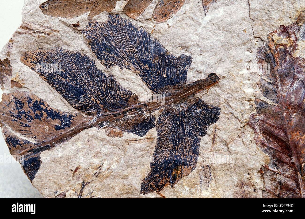 Helechos fósiles que vivían en el período Carbonífero (Westfalian). Muestra. Foto de stock