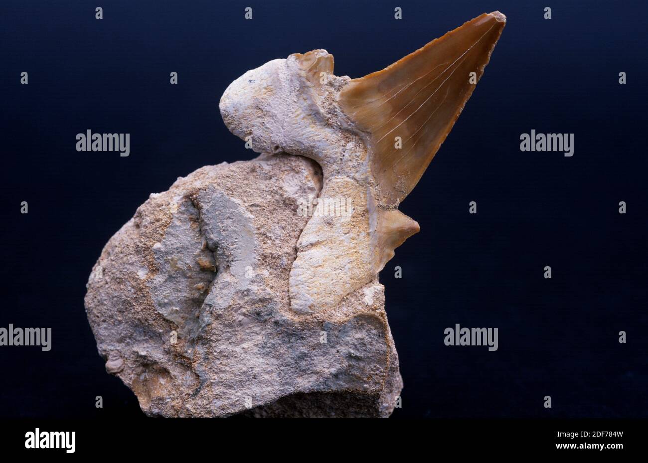 Diente de tiburón fósil (Otodus obliquus) del Eoceno. Muestra con matriz. Foto de stock