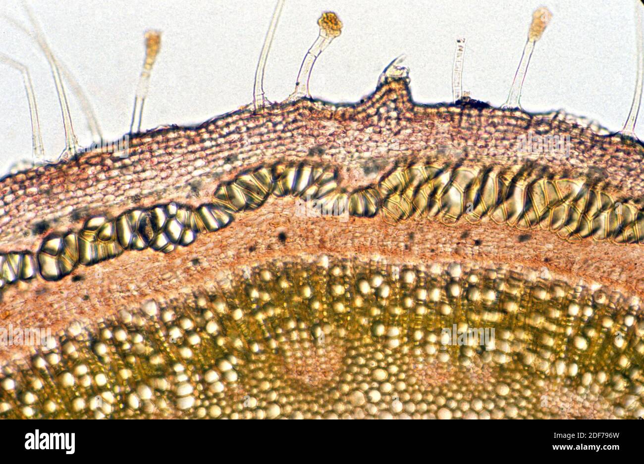 Planta epidermis con tricomas. Fotomicrografía. Foto de stock