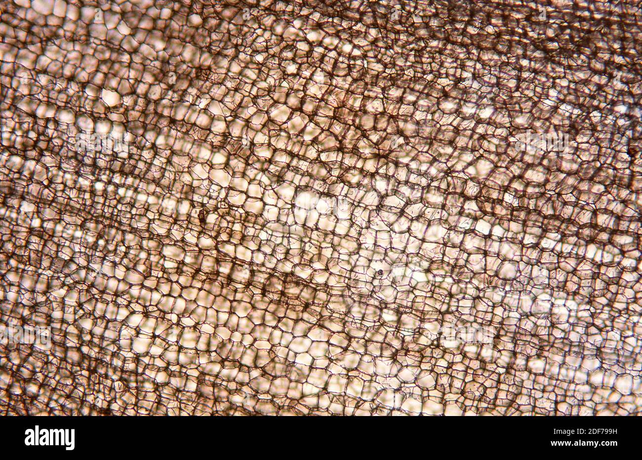 La capa de corcho o flema es un tejido vegetal protector compuesto por células muertas cubiertas de suberina. Micrografía de corteza de Quercus suber. Foto de stock