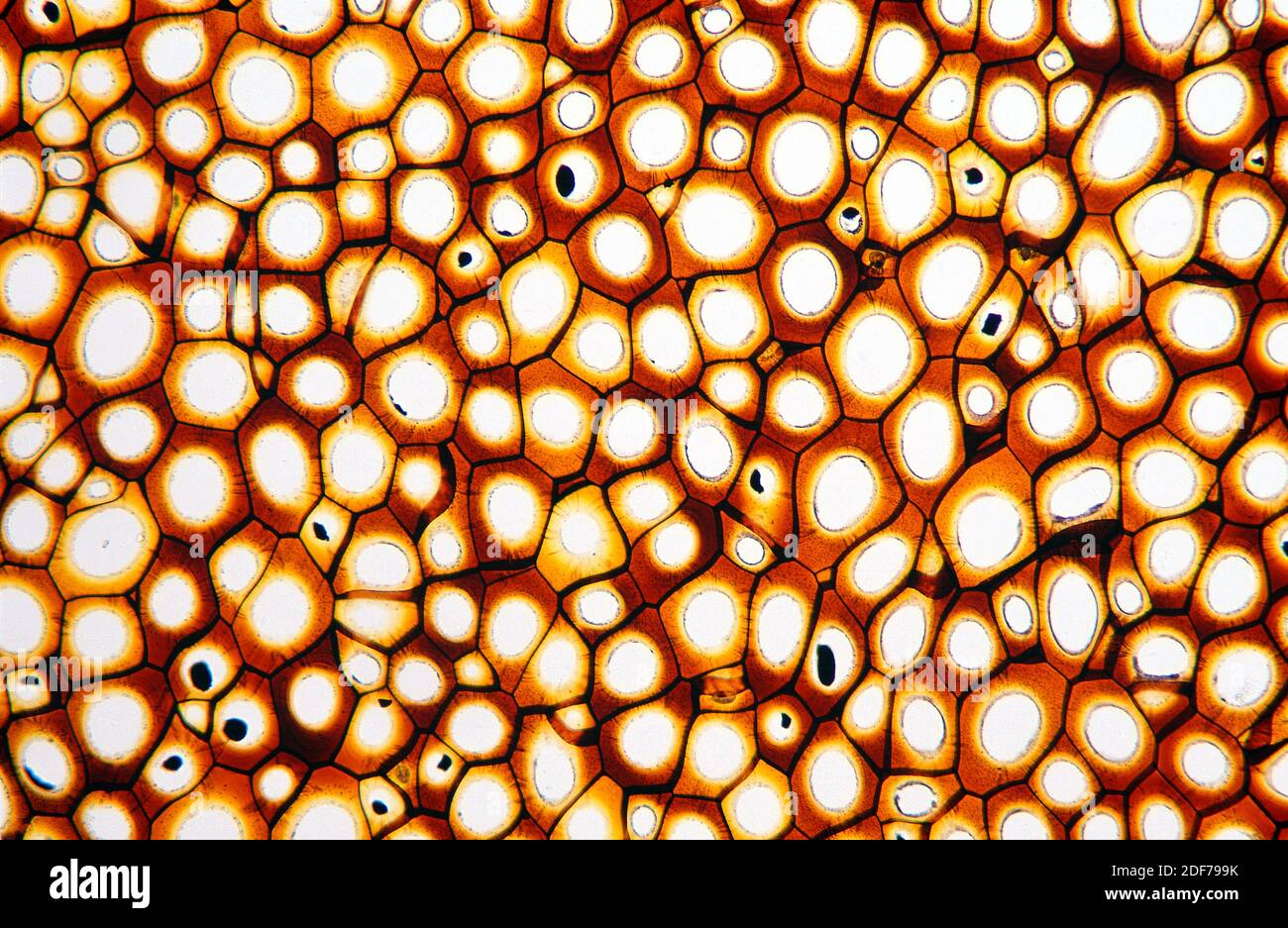 Los plasmodesmatas son túbulos microscópicos que interconectan las células. Fotomicrografía. Foto de stock