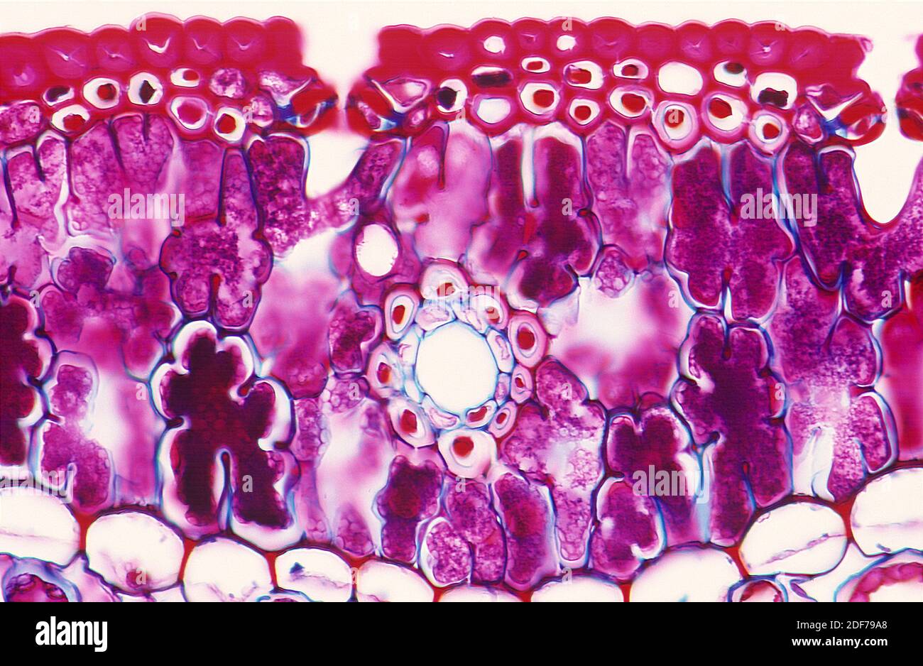 Hoja, sección transversal que muestra epidermis superior con cutícula, estomas, parénquima palisado y células de vaina de bandles. Fotomicrografía. Foto de stock