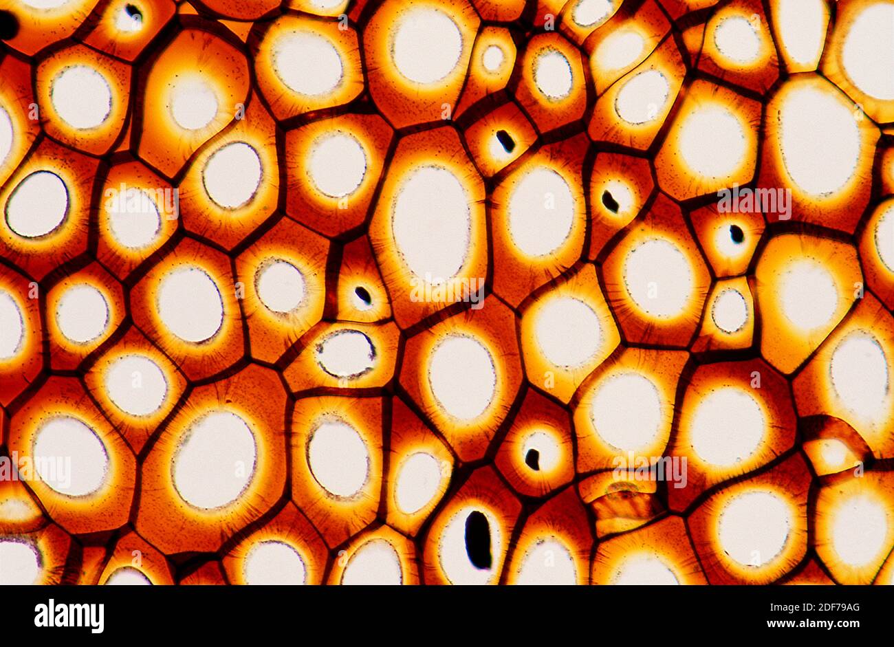 Los plasmodesmatas son túbulos microscópicos que interconectan las células. Fotomicrografía. Foto de stock