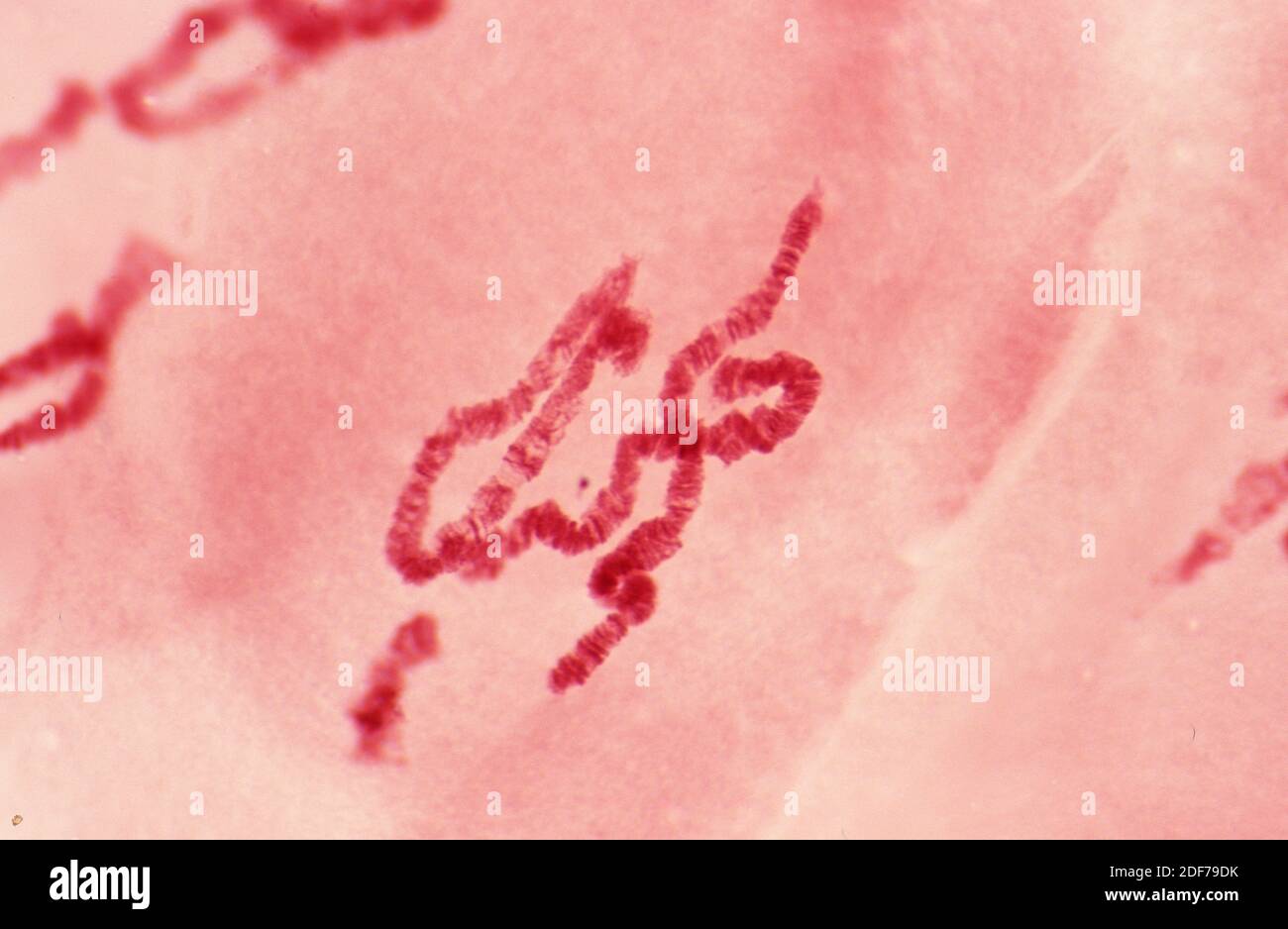 Cromosomas politeno de las células de la glándula salival de Chironomus. Fotomicrografía. Foto de stock