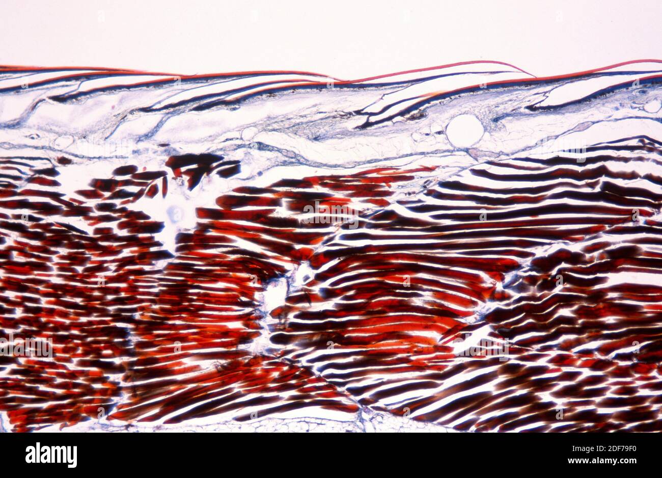 Sección longitudinal del lagarto (Lacerta sp.) mostrando escamas, epidermis y músculo esquelético. Fotomicrografía. Foto de stock
