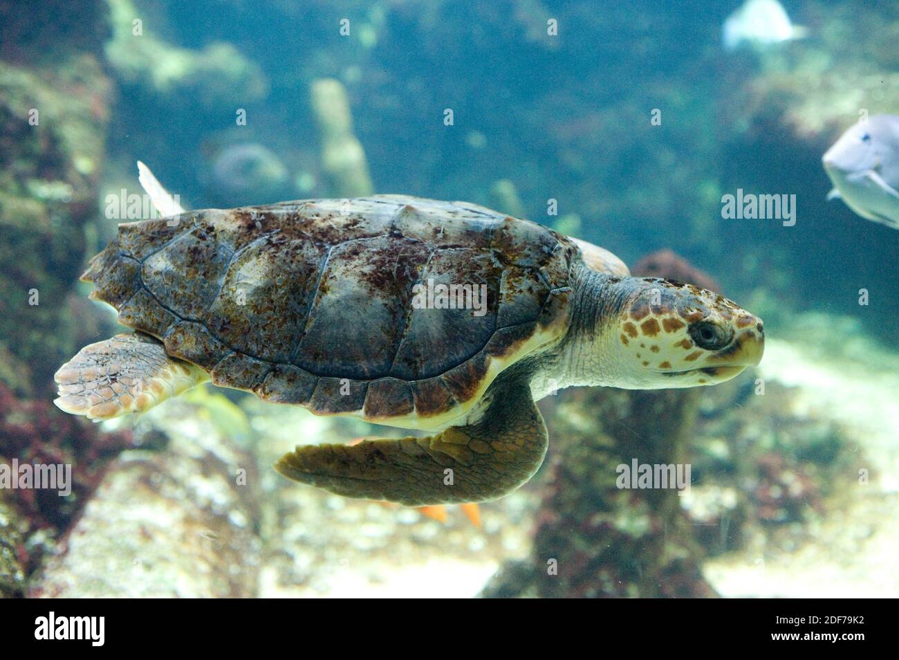 La tortuga de mar (Caretta caretta) es una tortuga marina cosmopolita. Foto de stock