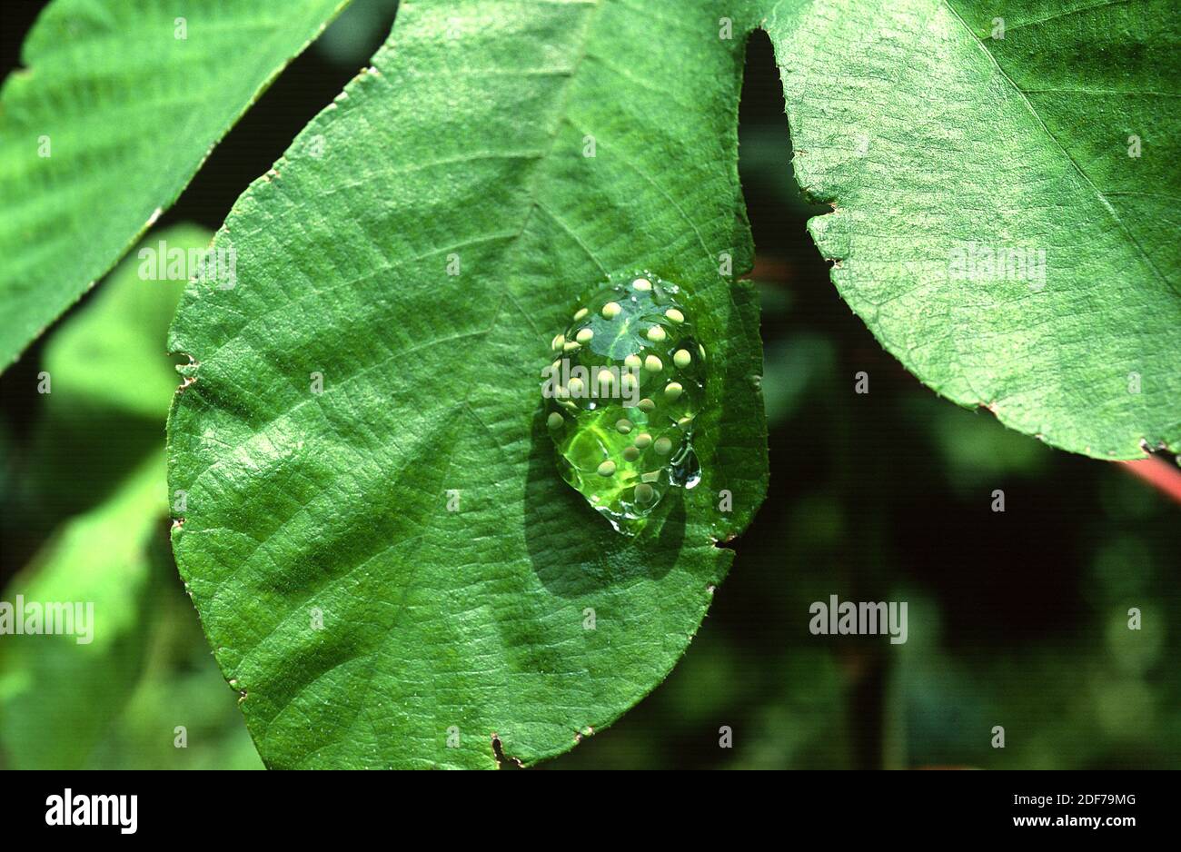 Rana de vidrio (Hyalinobatrachium colymbiphyllum); huevos en una hoja. Esta foto fue tomada en Costa Rica. Foto de stock