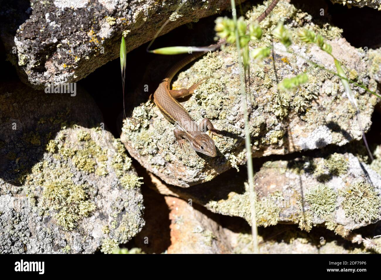 El corredor de arena argelino (Psammodromus algirus) es un lagarto nativo de la Península Ibérica y del oeste de África. Esta foto fue tomada en Arribes del Duero Foto de stock