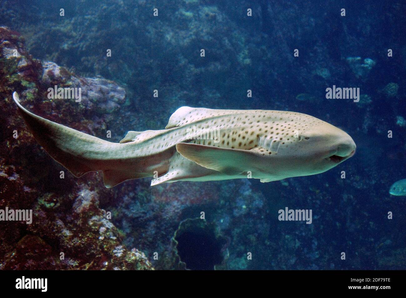 El tiburón cebra (Stegostoma fasciatum) es un pez cartilaginoso nativo de las costas del Océano Indo-Pacífico. Foto de stock