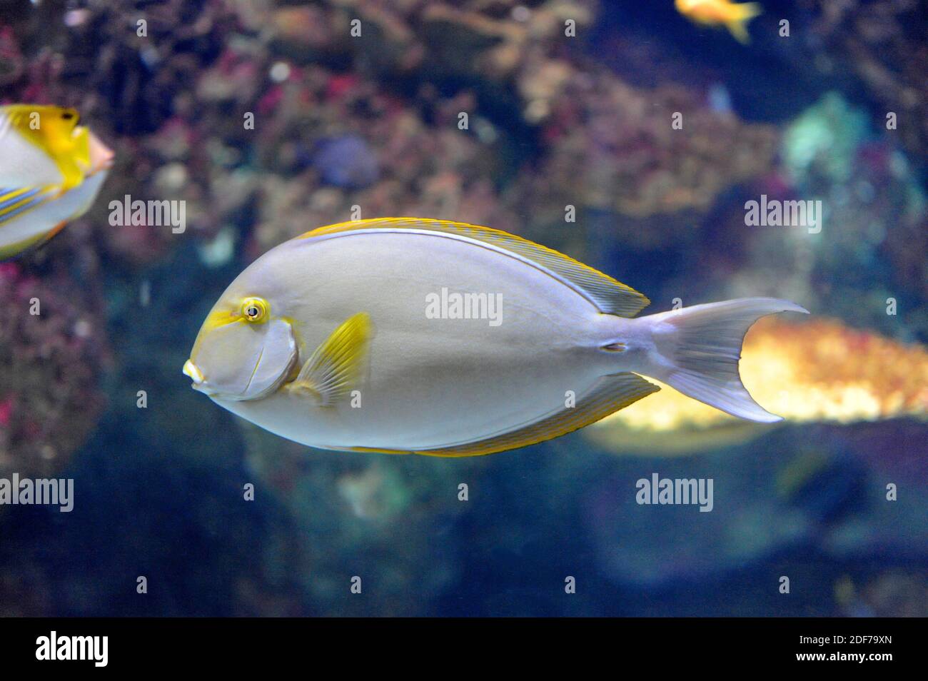 Acanthurus xanthopterus es un pez marino tropical nativo de los arrecifes de coral. Foto de stock