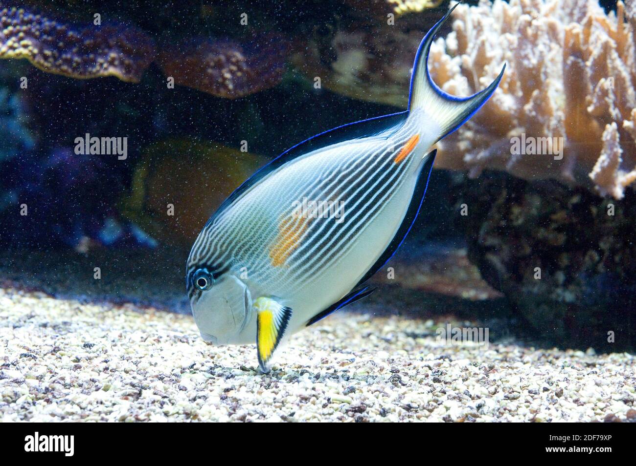 El pez surgeonfish de Sohal (Acanthurus sohal) es un pez tropical endémico del Mar Rojo. Foto de stock