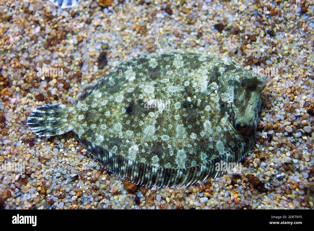 La platija de ojos anchos (Bothus podas) es un pez marino béntico nativo  del Mar Mediterráneo y de la costa atlántica de África Fotografía de stock  - Alamy