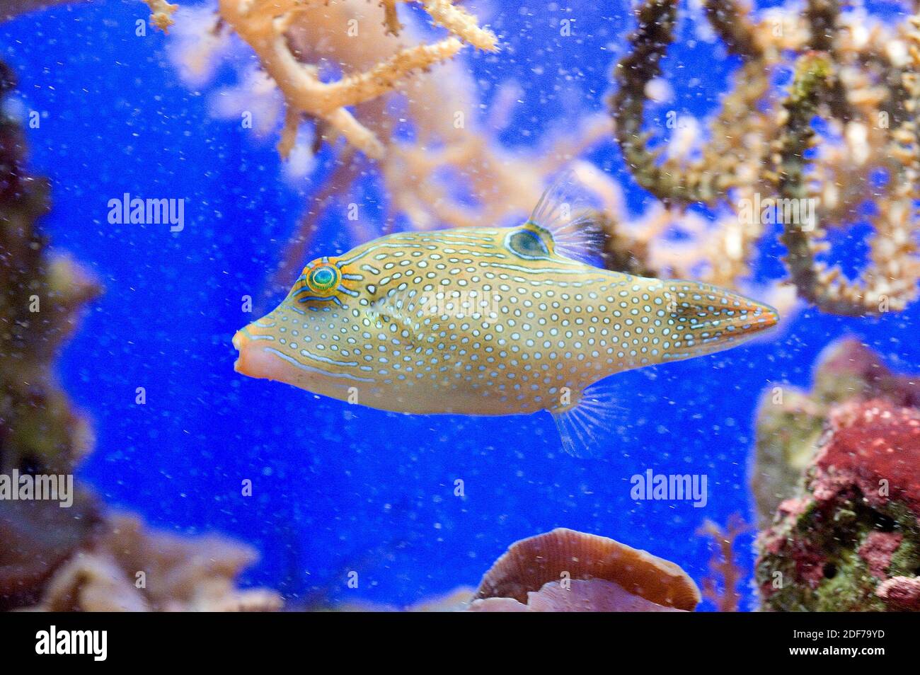 El filefish raspado (Aluterus scriptus) es un pez marino nativo de Océanos tropicales. Foto de stock