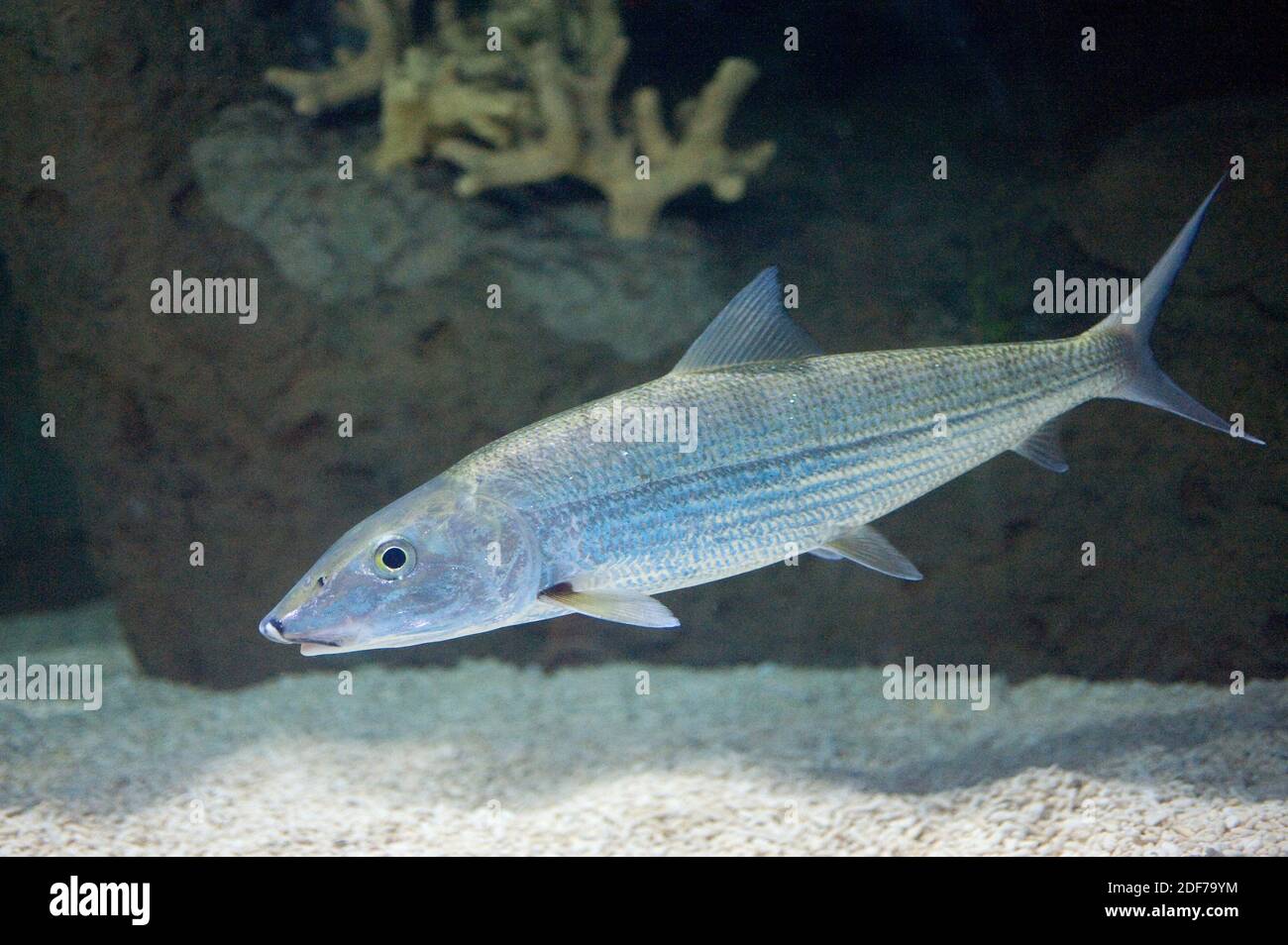 Bonefish (Albula vulpes) es un pez marino nativo del Golfo de México. Foto de stock