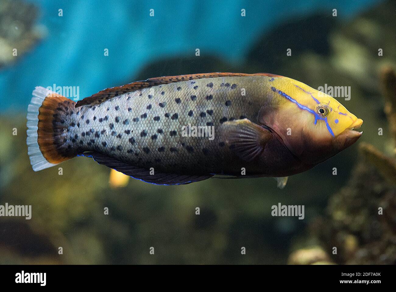 La reina coris o wrasse de Formosa (Coris formosa) es un pez marino nativo del océano Índico tropical. Espécimen adulto. Foto de stock