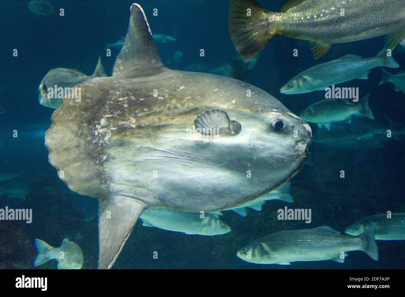 El pez sol del océano (Mola mola) es un gran pez marino nativo de las aguas oceánicas tropicales y templadas. Foto de stock