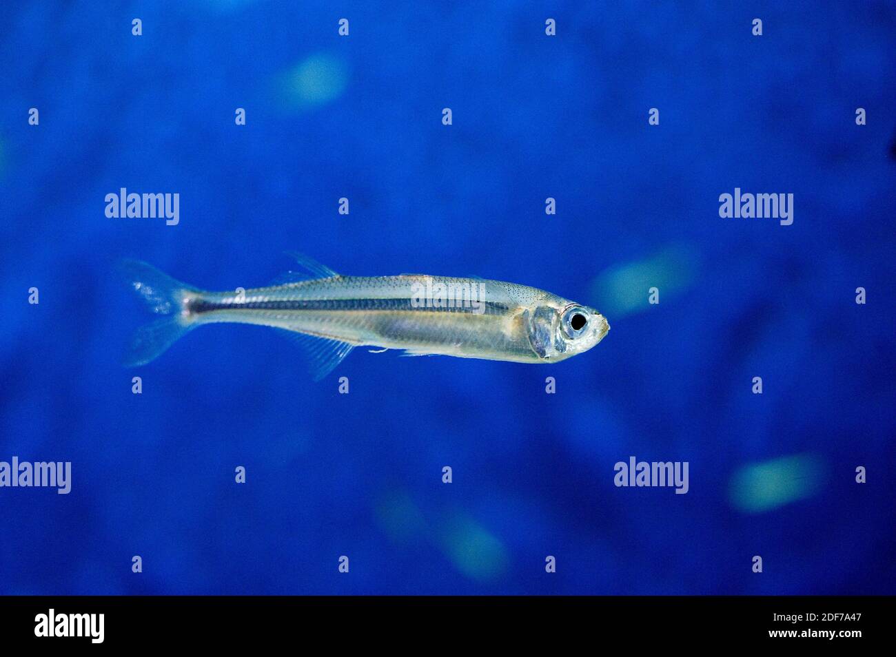 La anchoa europea (Engraulis encrasicolus) es un pez marino nativo del Mar Mediterráneo y de las costas de Europa y África. Foto de stock
