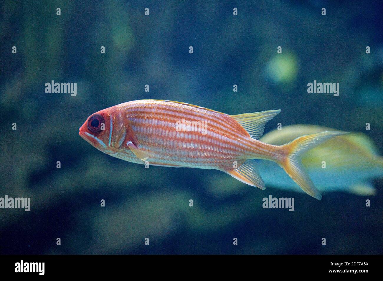SquirrelFish (Holocentrus adscensenciis) es un pez marino nativo del Océano Atlántico. Foto de stock