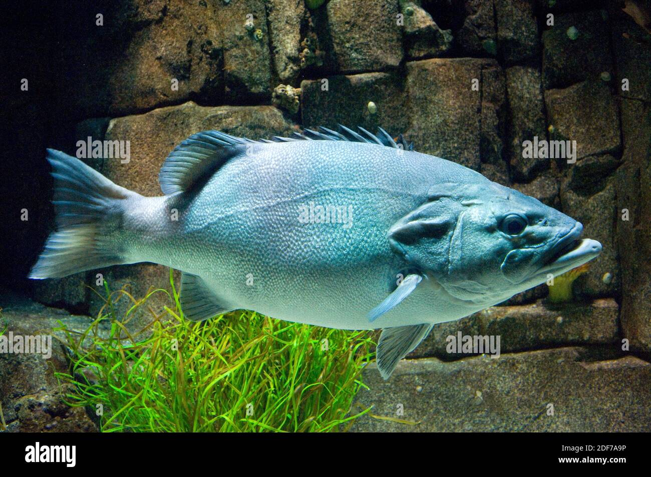El pez naufragio o lubina (Polyprion americanus) es un pez marino cosmopolita. Foto de stock