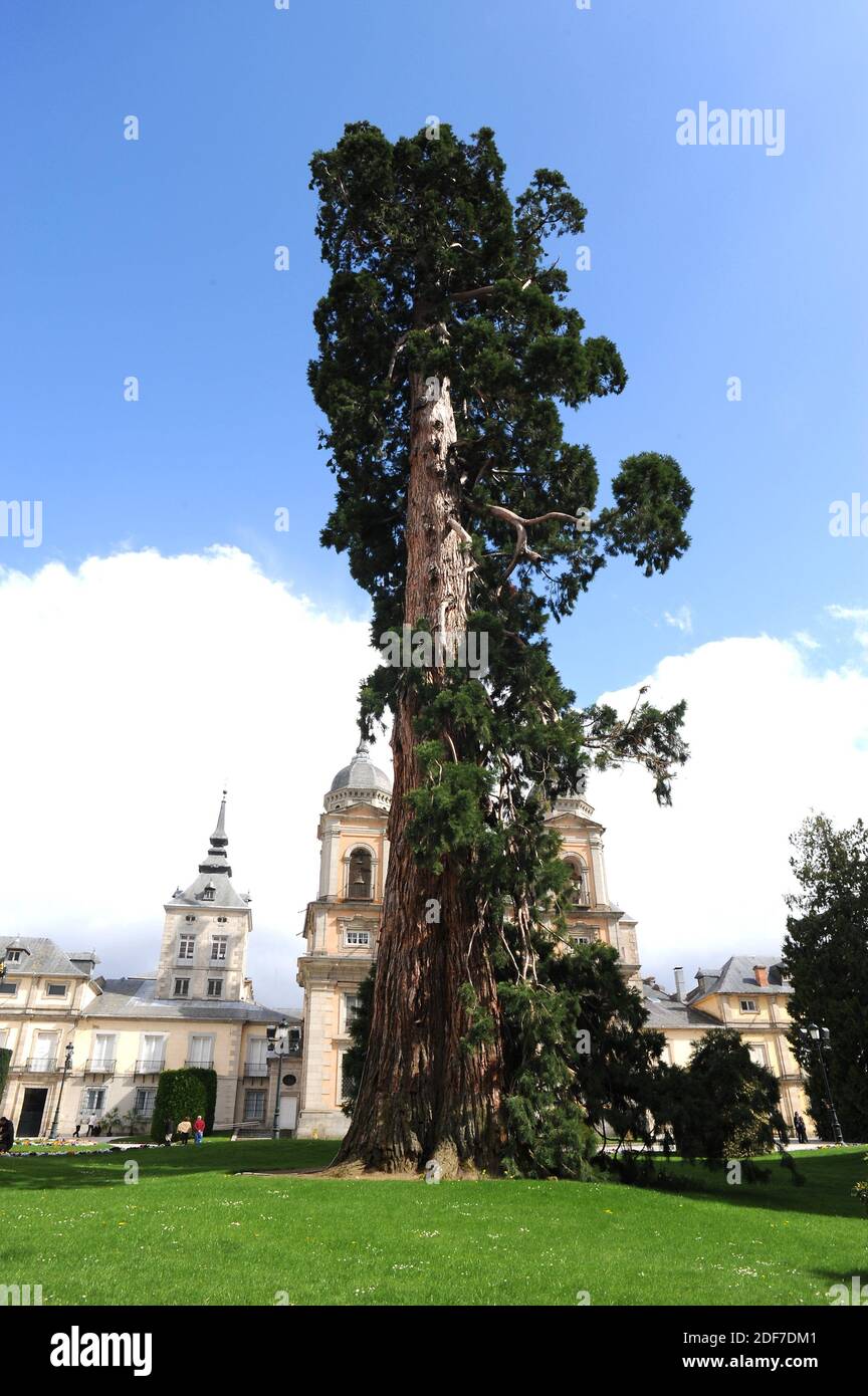 Secuoya gigante monumental (Sequoiadendron giganteum) en la Granja de San Ildefonso, provincia de Segovia, Castilla y León, España. Foto de stock