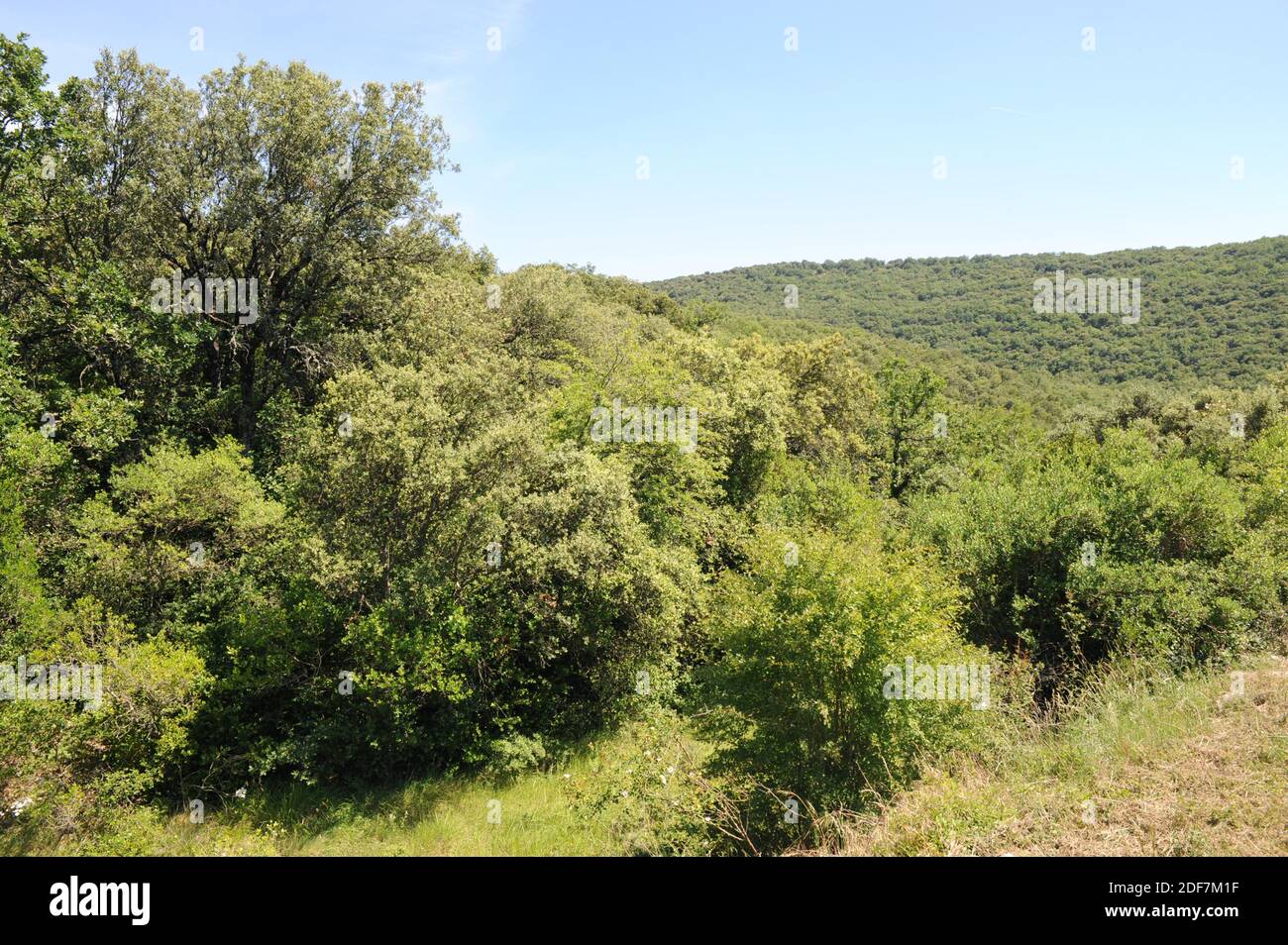 Alto de ISO, bosque de robles perennes (Quercus rotundifolia). Valle del Romanzado, Navarra, España. Foto de stock