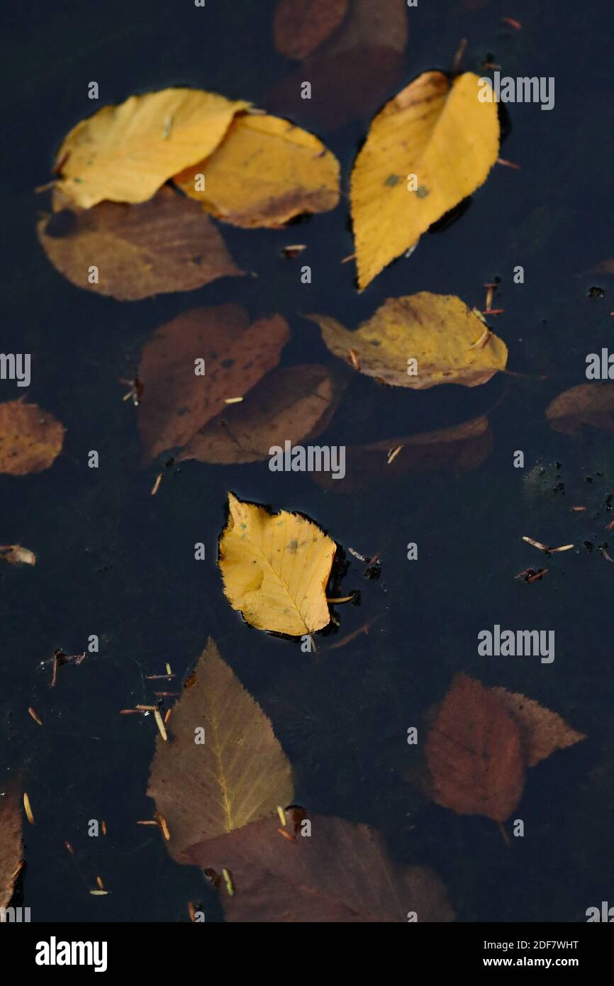 Collage natural con hojas amarillas y fondo oscuro en otoño Foto de stock