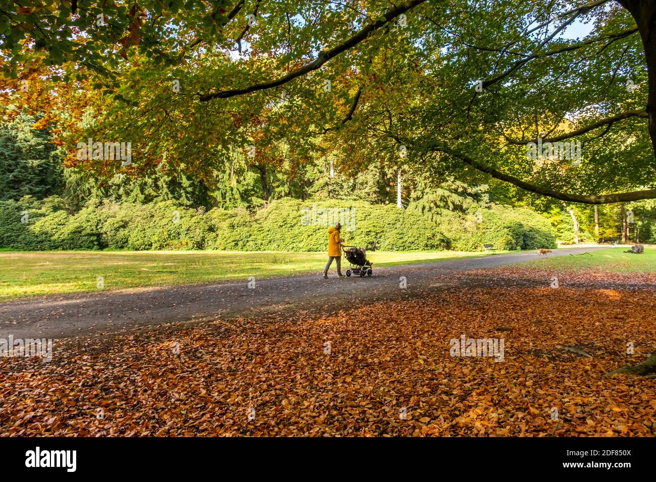 Mujer con buggy caminando a su perro en un colorido bosque otoñal en los países Bajos, Europa. Foto de stock