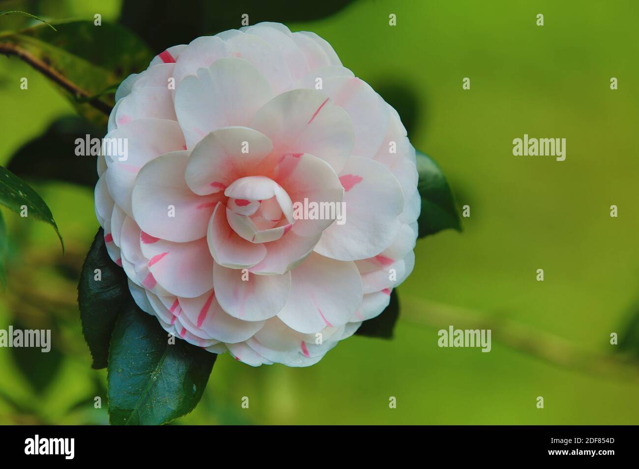 Delicate pink camellia fotografías e imágenes de alta resolución - Página 8  - Alamy