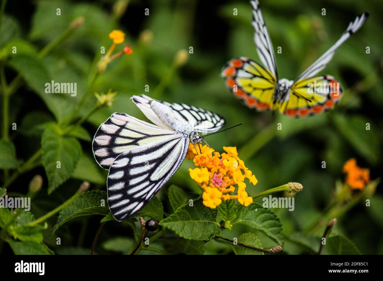 Mariposas Jezabel comunes (Delias euchariis) que se cimaban en las flores de lantana (Verbenaceae) en un parque en Mumbai, India. Foto de stock