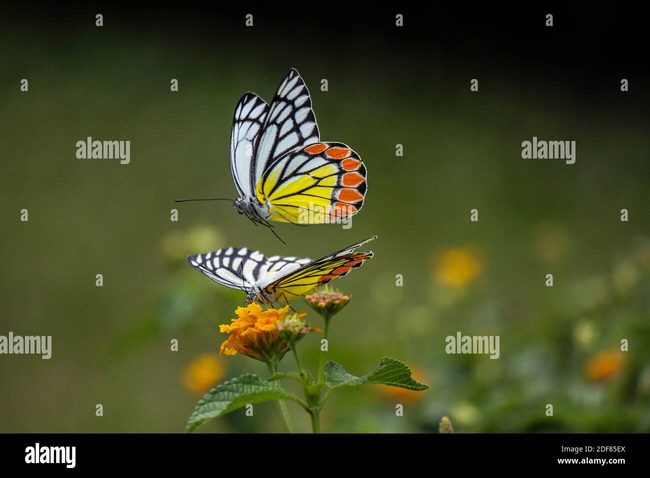Mariposas Jezabel comunes (Delias euchariis) que se cimaban en las flores de lantana (Verbenaceae) en un parque en Mumbai, India. Foto de stock