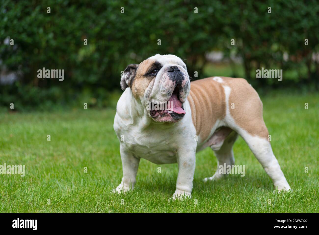 Purebred Inglés Bulldog en césped verde. Perro joven de pie sobre hierba verde y mirando la cámara. Espacio de copia. Follaje de hedgerow en el fondo. Foto de stock