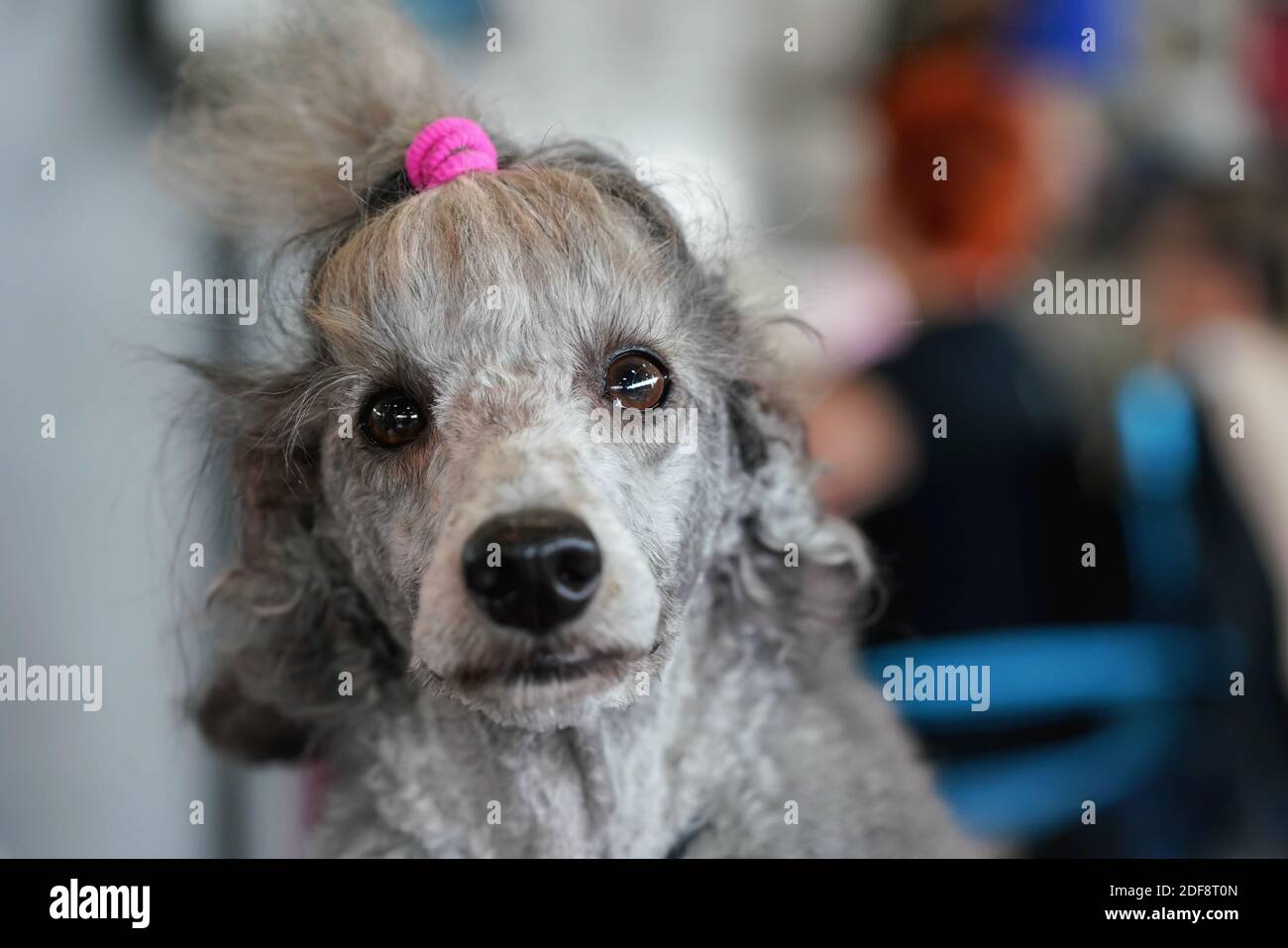 Perro de fideos grises que se arregla en el concurso de perros, detalle en  la cara de aspecto divertido, banda de goma rosa en el pelo Fotografía de  stock - Alamy
